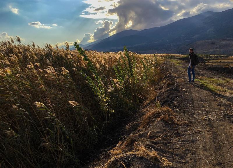 The  Golden season 🌾 ______________________________________... (`Ammiq, Béqaa, Lebanon)