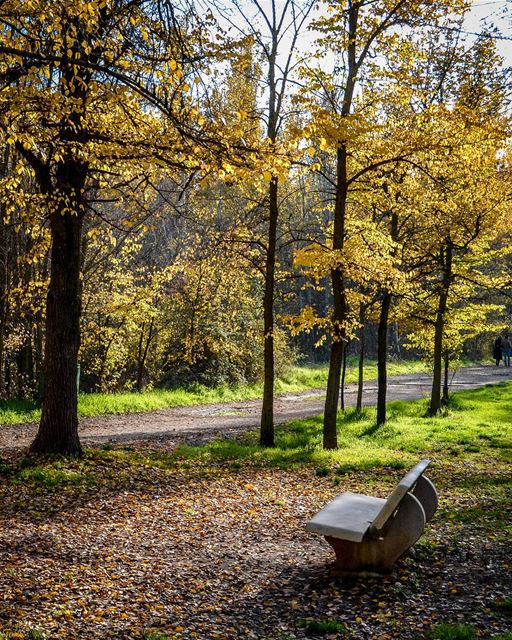 The golden season | Beautiful Autumn at Taanayel, Bekaa.  livelovebekaa .... (Deïr Taanâyel, Béqaa, Lebanon)
