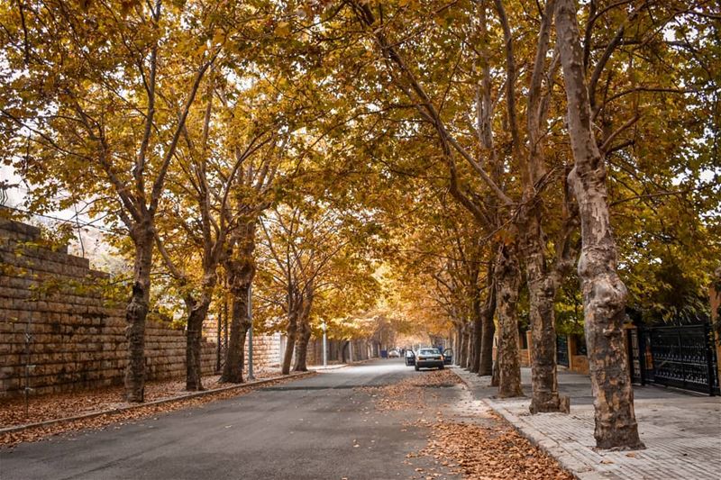 The Golden season 🍁🍂 - Sawfar Cornishe, Lebanon. fall  autumn ... (Sawfar, Mont-Liban, Lebanon)