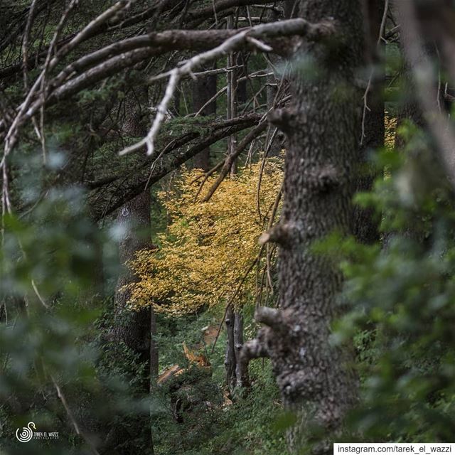 The golden tree. gold  tree  landscapephotography  lebanesephotographers...