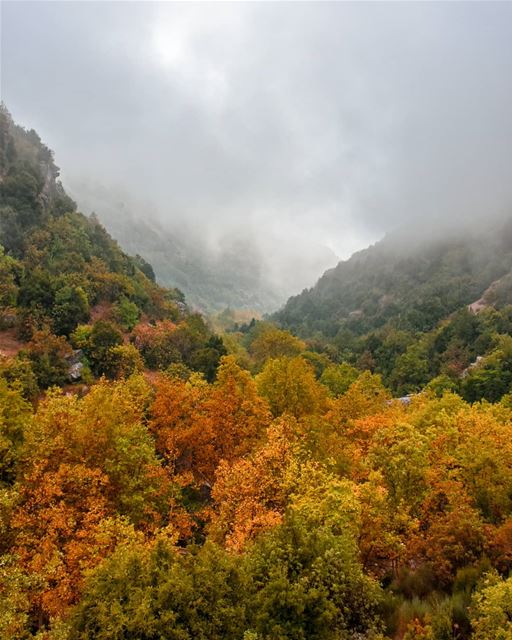 The golden valley | A rainy early Autumn day at the mountains 8/9/2018. ... (Kfardebian,Mount Lebanon,Lebanon)