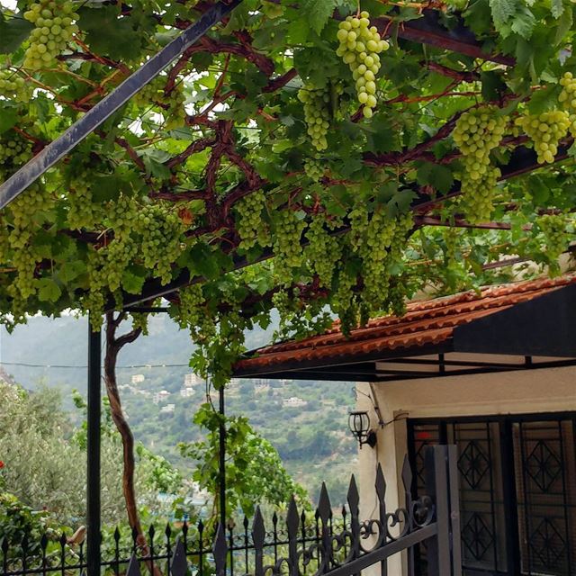 The grapes were so perfect-looking I had to inch closer to make sure they... (Deir Doureet, Mont-Liban, Lebanon)