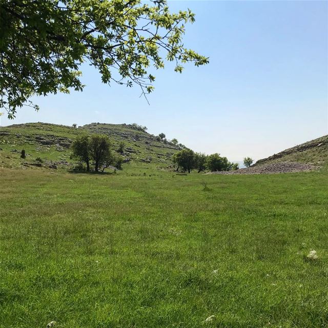 The grass is always greener on the other side of the fence... lebanon ... (Al Shouf Cedar Nature Reserve)