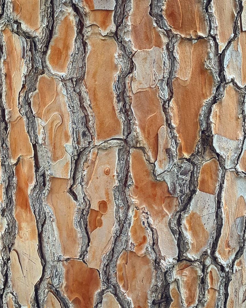 The greatest designers always exist in nature.  bark  tree  trunk  design ...