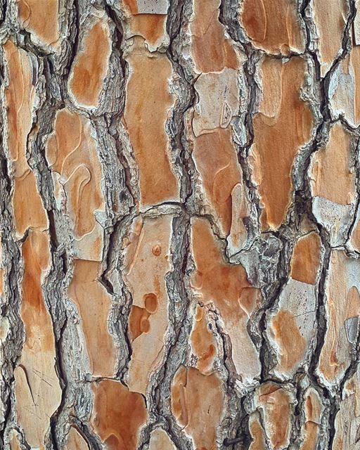 The greatest designers always exist in nature.  bark  tree  trunk  design ...