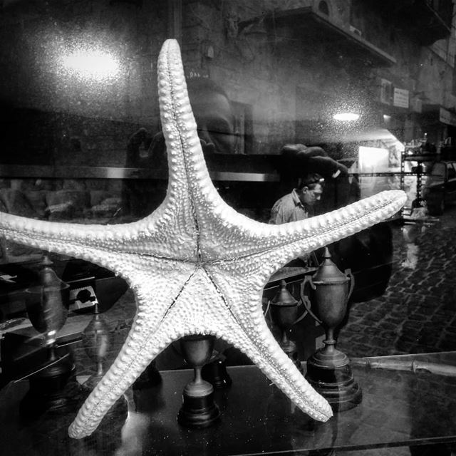 The hanging sea star -  ichalhoub in  Batroun north  Lebanon shooting with...