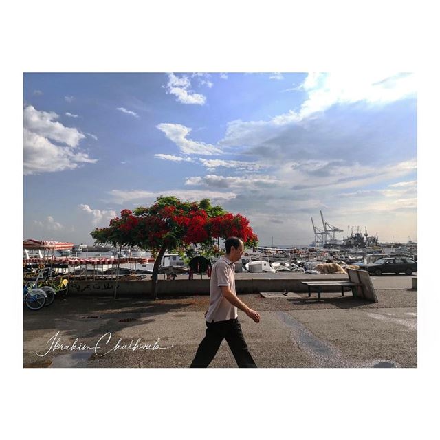 The harbour's tree -  ichalhoub in  Tripoli north  Lebanon shooting with a...