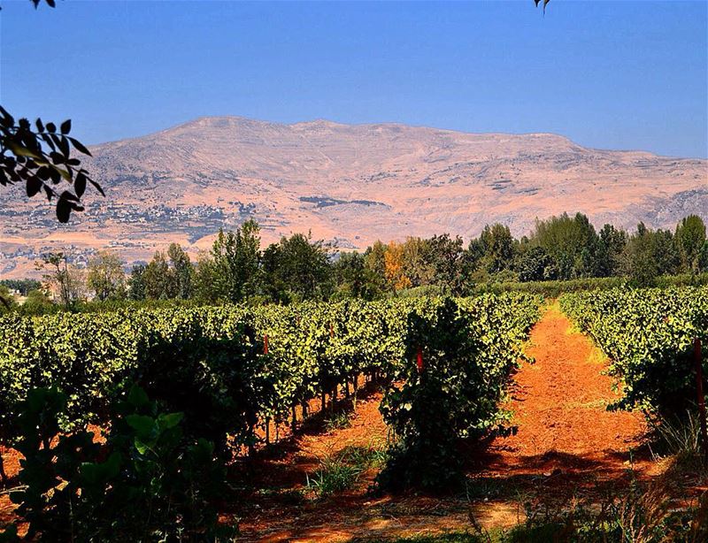 The healthy and rich  agricultural  land of  taanayel  vineyard  grapes ...