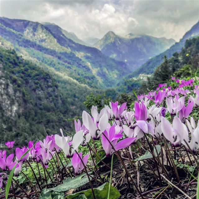 The hills are alive Easter  spring  peaks  valley  flowers  cyclamen ...