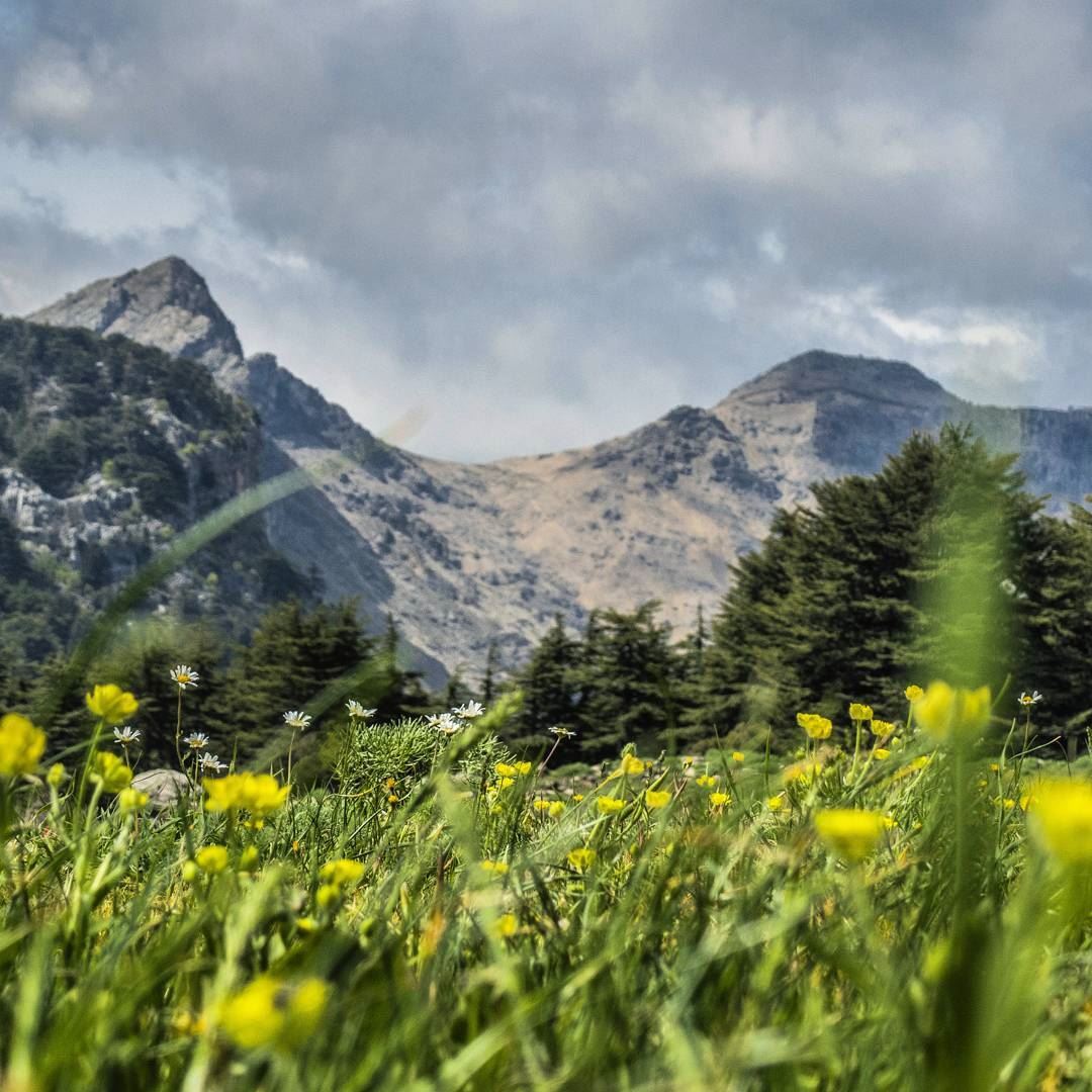 The hills are alive 🏔🌸 spring  flowers  field  mountains  trees  cedars... (Tannourine Cedars Nature Reserve)