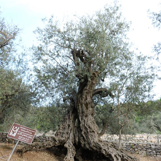 The historic  olive  trees of  bshealeh. Scientifically dated at 4000... (Bshealeh)