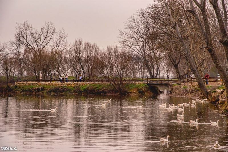 The Horde! Swimming in the silent lake. The silent lake speaks many words.... (Deïr Taanâyel, Béqaa, Lebanon)