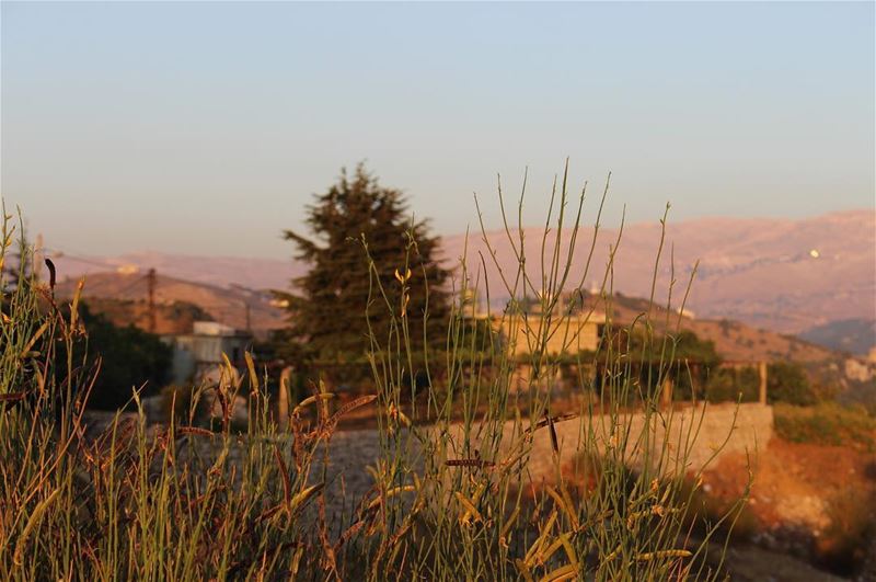 The house and its cedar  tree  landscape  mountain  dusk  ig_lebanon ... (Lebanon)