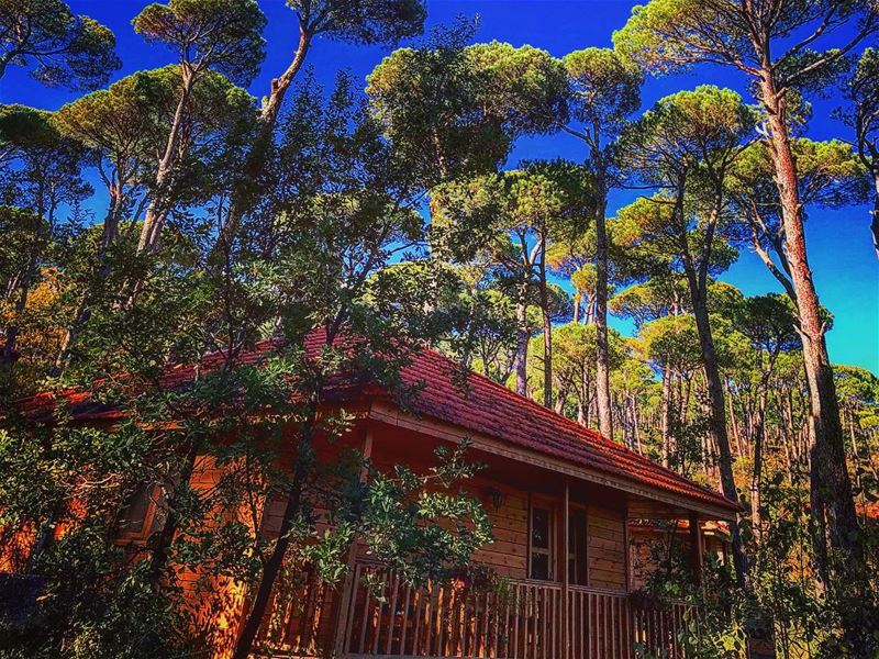 The ✨ Human Spirit✨ needs places were nature has not been rearranged by... (La Maison de la Forêt)