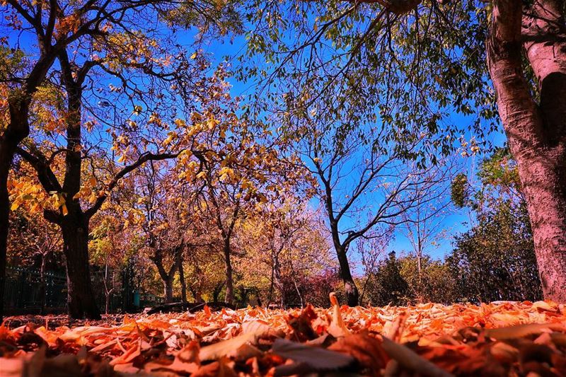 The  hybernation  process . falling  leave  leaves  Season  fallseason ... (Sawfar, Mont-Liban, Lebanon)