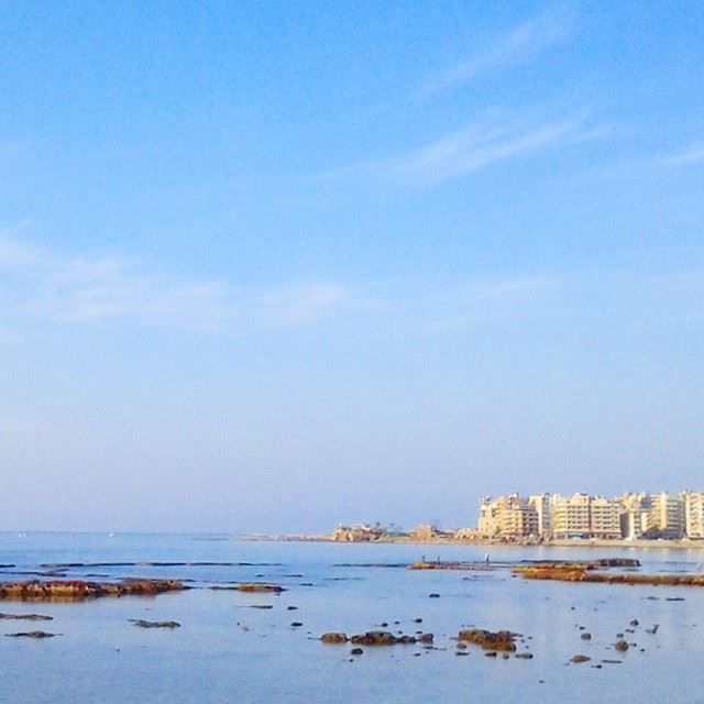 The intertidal vermitid reefs characterize our  Mediterranean ...