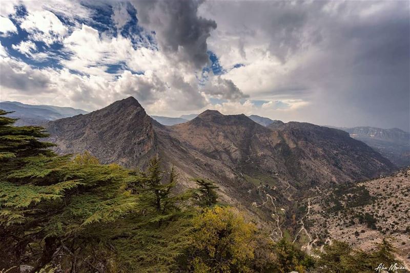 The journey... mountain  clouds  lebanon  nature  hiking  cedar  tree ...