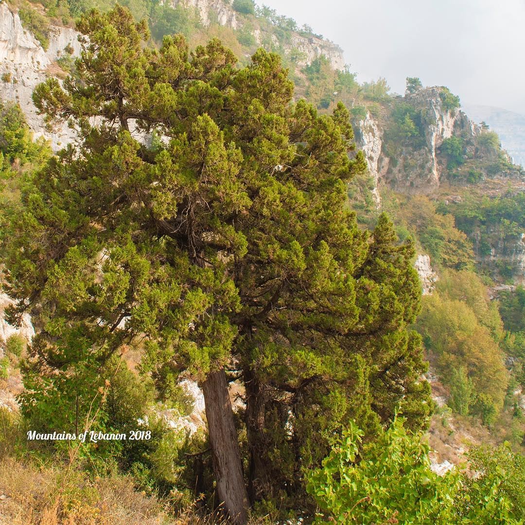 The Junipers trees are more resilient than the Cedar trees! They grow on... (Akoura, Mont-Liban, Lebanon)