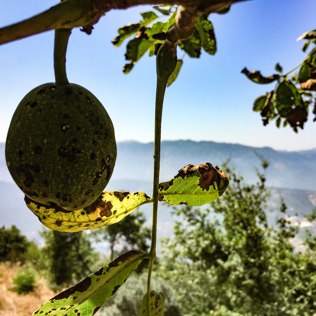 The kind of encounters you make on a mountain roadside  walnut  tree ... (Lebanon)
