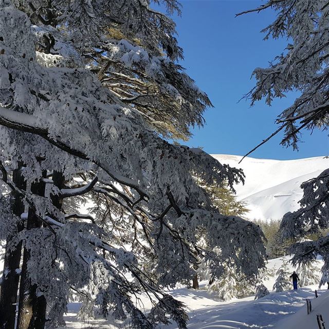 The land of the giants lebanon  naturelovers  snow  snowshoeing ...