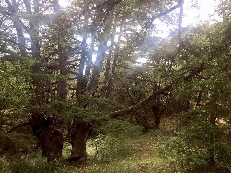 The largest of Lebanon nature reserves, Al-Shouf Cedar Nature Reserve... (Al Shouf Cedar Nature Reserve)