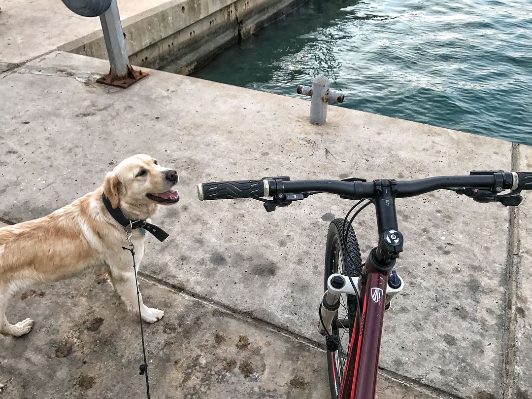 The last ride of 2017 with our lovely Leica 🐶🚴 Lebanondogsfriendly ...
