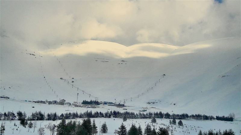 The Lebanese Alps❄❄❄  Lebanon  Lebanese  Alps   Arz  Cedars  Trees  Ski ... (الأرز)