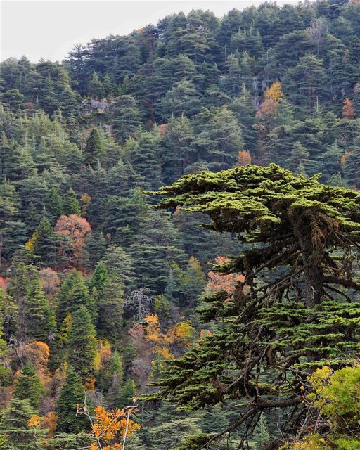 The Lebanese Cedar standing tall and proud this Independence Day 22.11.17 | (Mahmiyet Ehden)