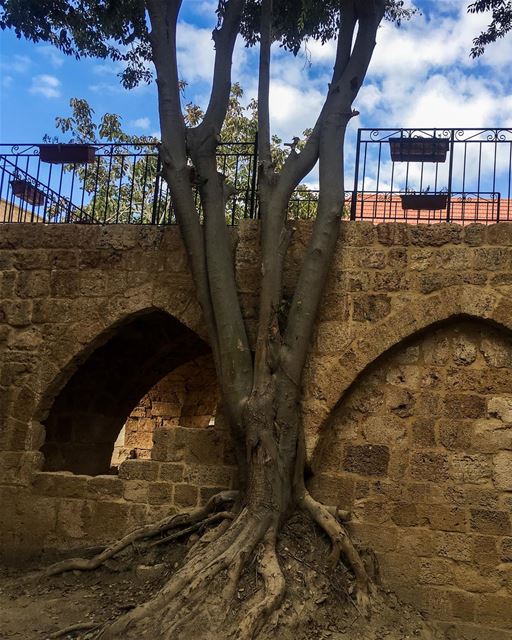 The  lebanese  roots 🇱🇧  livelovebatroun  livelovebeirut ... (Batroûn)