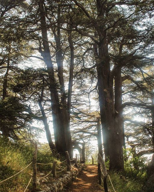 The lights of the road 🌲...   nature  lebanon  bcharre   cedars ... (Arz El Rabb Bcharri)