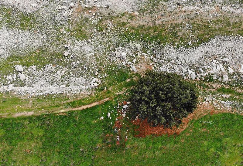 • The Limit 🌳 • dji  mavicair  mydrone  photography  aerialphotography ... (Saghbîne, Béqaa, Lebanon)