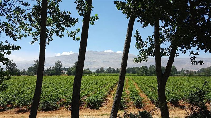 The limits we set become the prison we live in...... lebaneseroadtrip ... (Deïr Taanâyel, Béqaa, Lebanon)