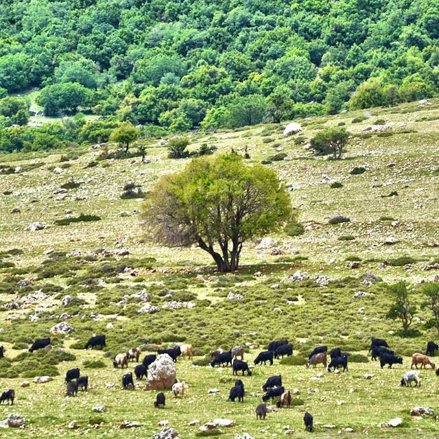 The lonely tree . ____________________________________________L O C A T...