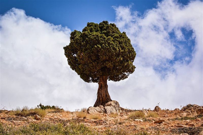 .The lonely tree | Oyoun orgosh, North of Lebanon. Good evening dear... (Oyoun oreghoch)