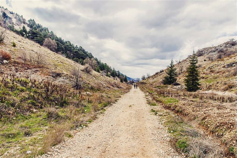 The long wayLocation : Ain Zhalta Reserve,  Lebanon  earthpix ... (Aïn Zhalta, Mont-Liban, Lebanon)