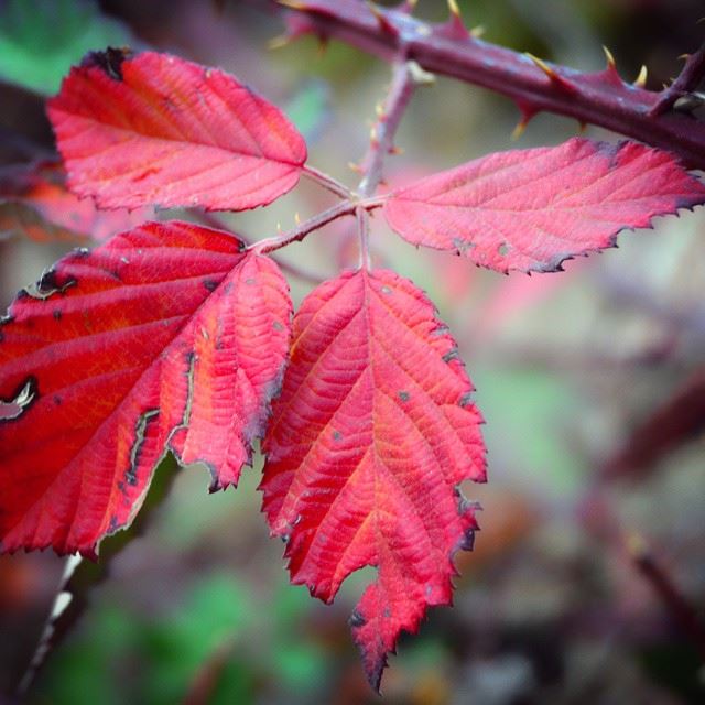 The Lovely red fall stills in Lebanon...Camera : nikon d3200Location:...