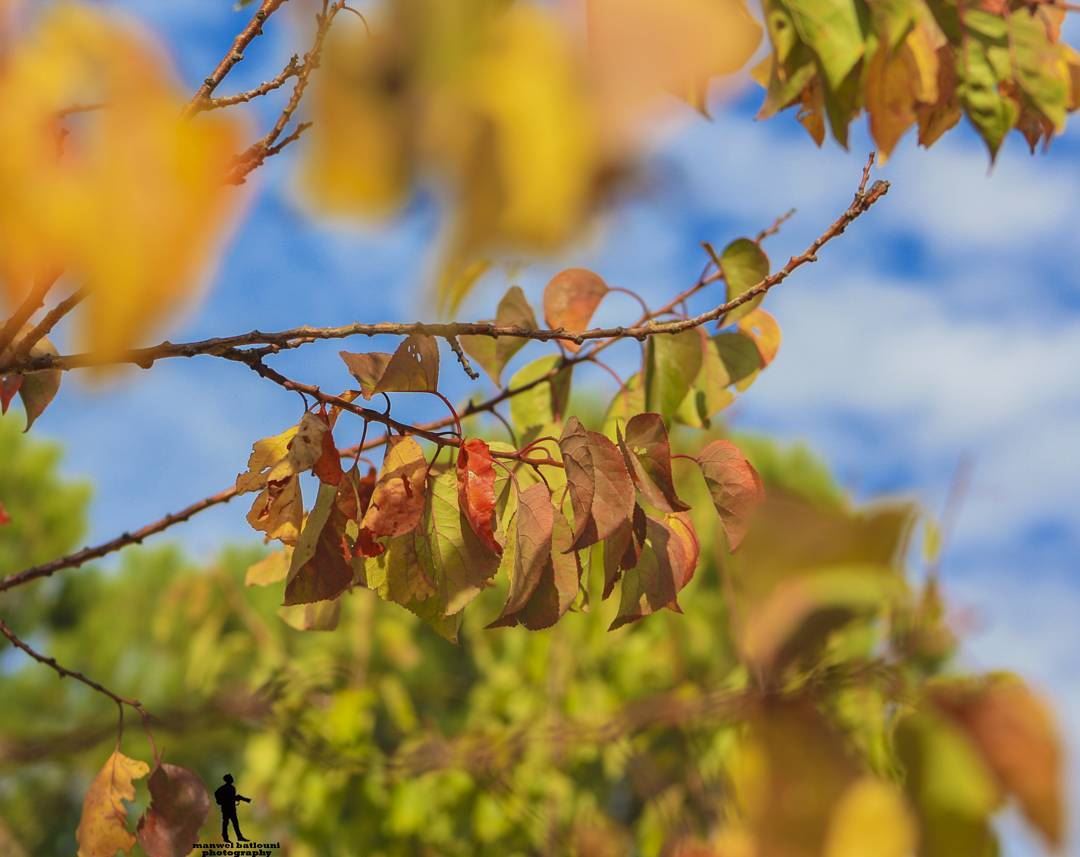 The magic colors of autumn.. fall🍁  colors autum🍁🍂  sky  chouf...
