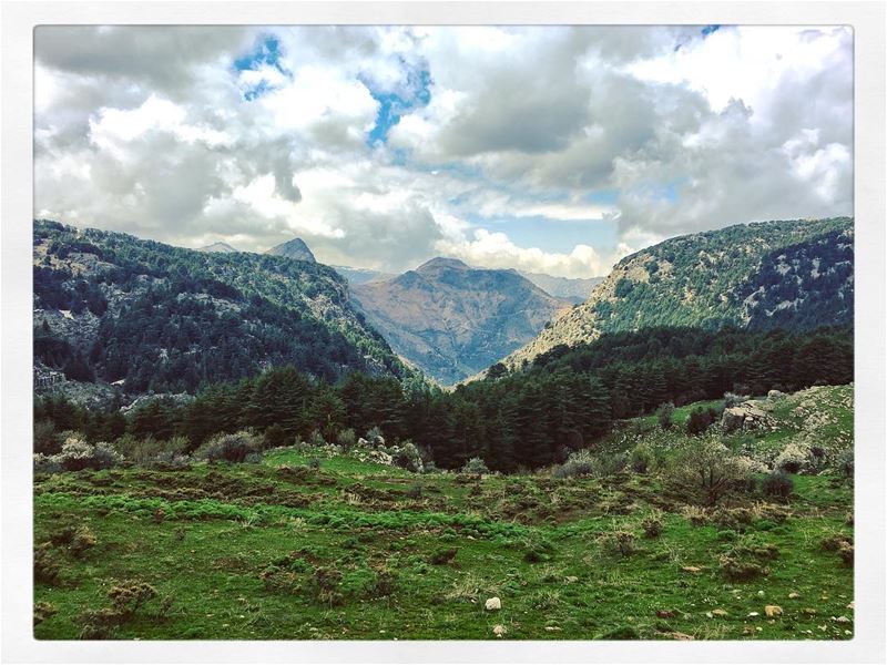 The magical forest... Batroun/Bsharre District.  lebanon  livelovelebanon ... (Bsharri District)