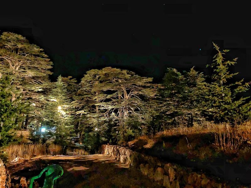 The majestic Cedars Of God Natural Reserve by night.••• Unesco ... (Cedars of God)