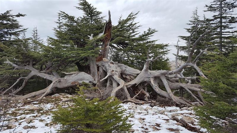 The  majestic  cedars of the  chouf. More from Ambassador Hugo Shorter ...