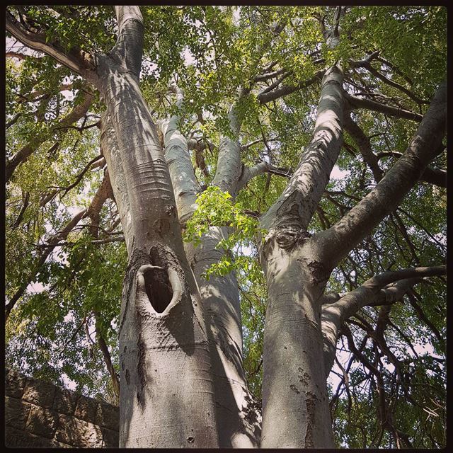 The majestic tree in baadaran's palace ! tourleb  tourlebanon  lebanon ... (Baadarâne, Mont-Liban, Lebanon)