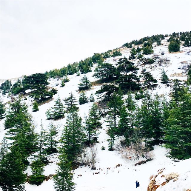 The Majestic Trees 🌲. cedar  barouk  cedaroflebanon  shouf  lebanon ... (Arz el Bâroûk)