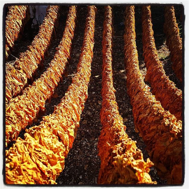 The making of  tobacco in  southlebanon  tourleb  tourlebanon ... (Rmaich)