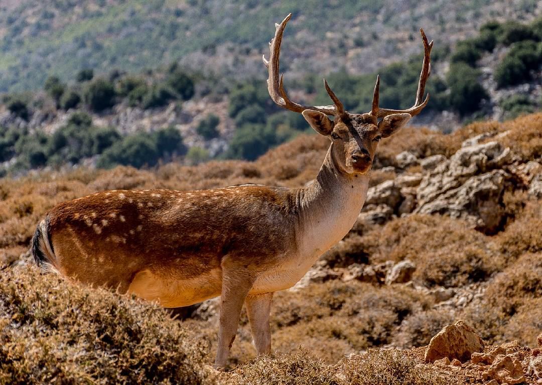 The male fallow deer is known as a buck, the female is a doe, and the... (`Ana, Béqaa, Lebanon)