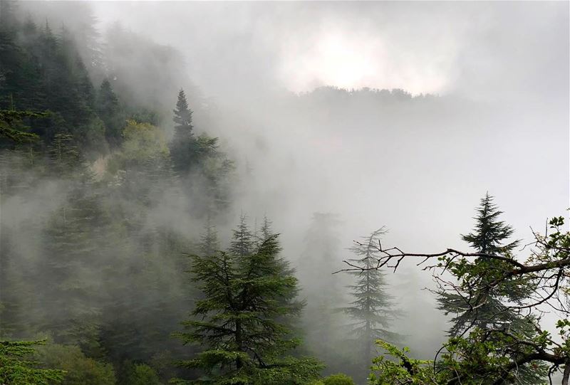 The mist hung over the place! 😍 ThursdayHike••• HorshEhden  Ehden ... (Horsh Ehden)