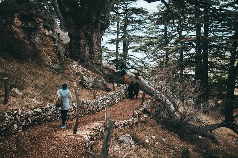 "The movie never ends, it goes on and on and on and on." (Arz Tannoûrîne)