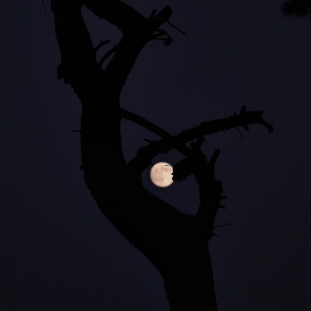 The night , the darkness , the tree and a beautiful moon for a better mood...