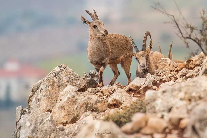 The Nubian ibex is a desert-dwelling goat species found in mountainous... (Lebanon)