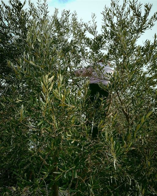 The olive tree is surely the richest gift of heaven.- Thomas Jefferson- أ (Ra'S Nhash, Liban-Nord, Lebanon)