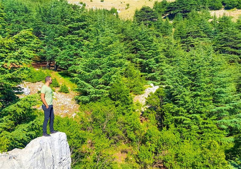 The only place i wanted to be RIGHT NOW! GoodMorning... (Al Shouf Cedar Nature Reserve)